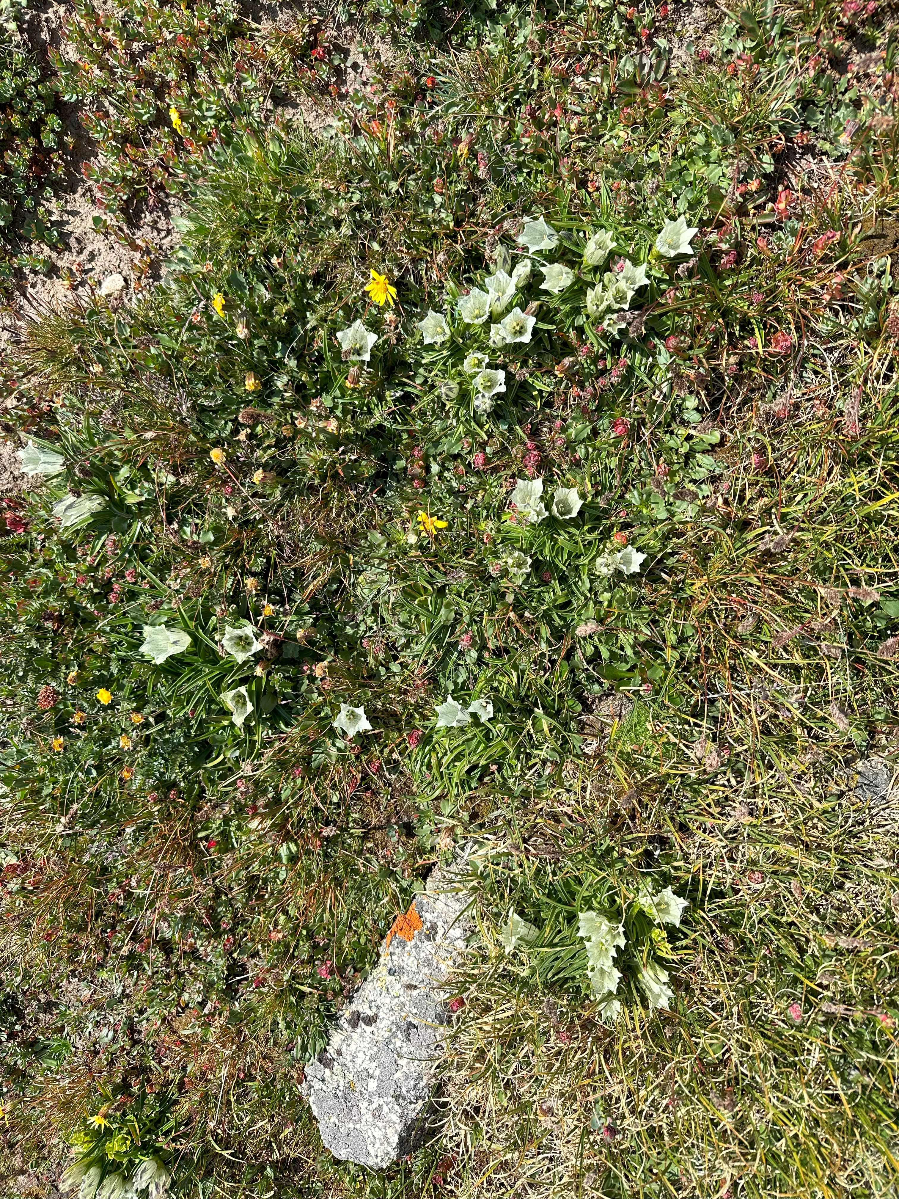 img_2726.webp