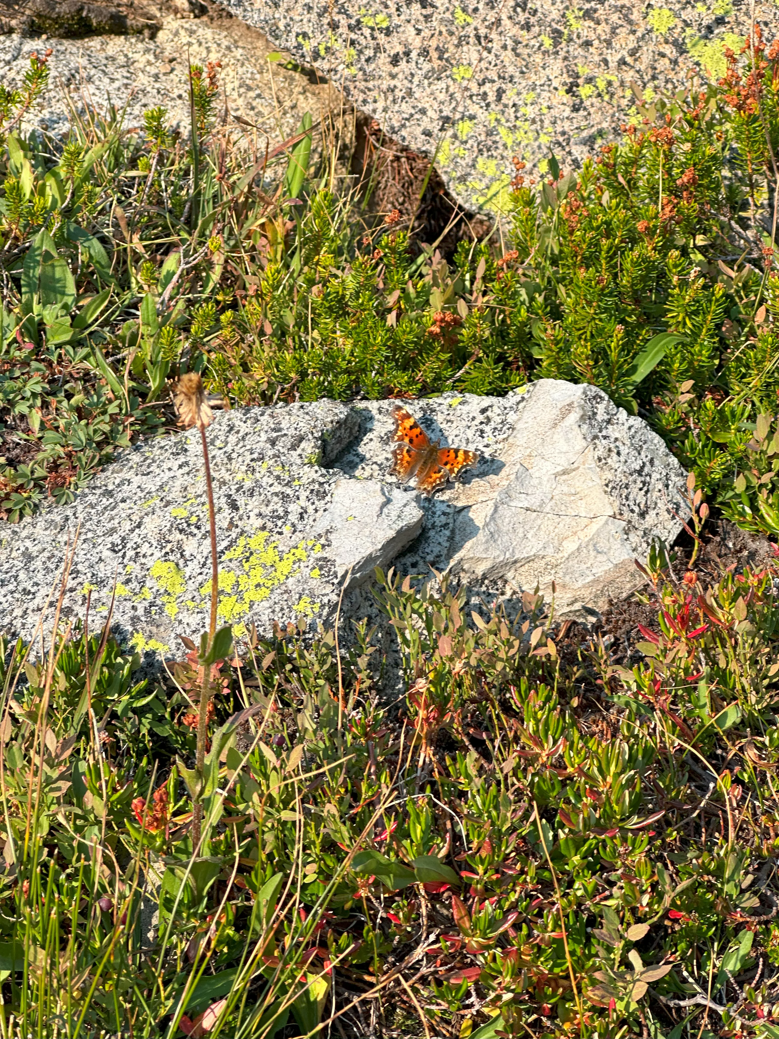 img_2987.webp