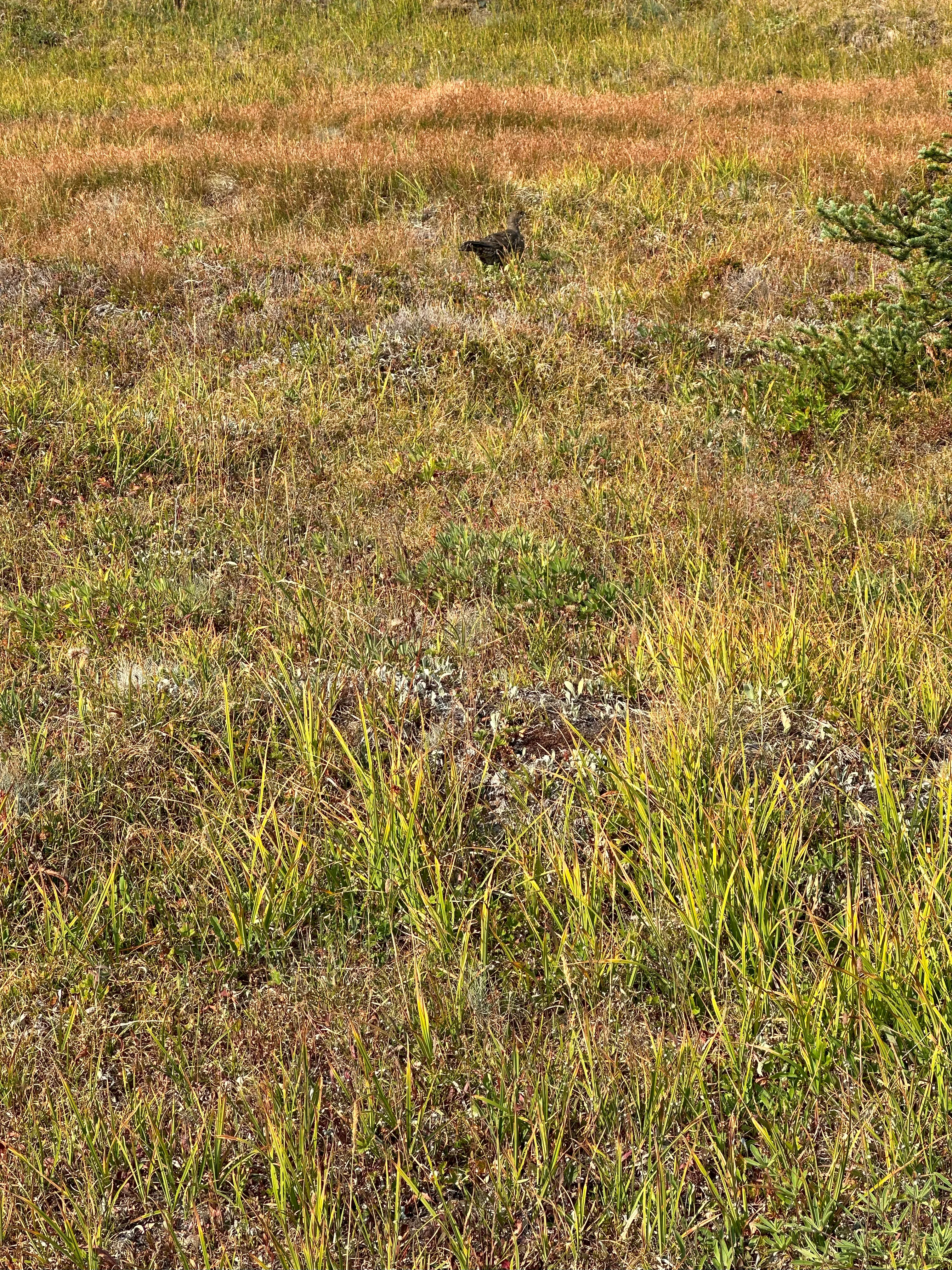 img_4137.webp