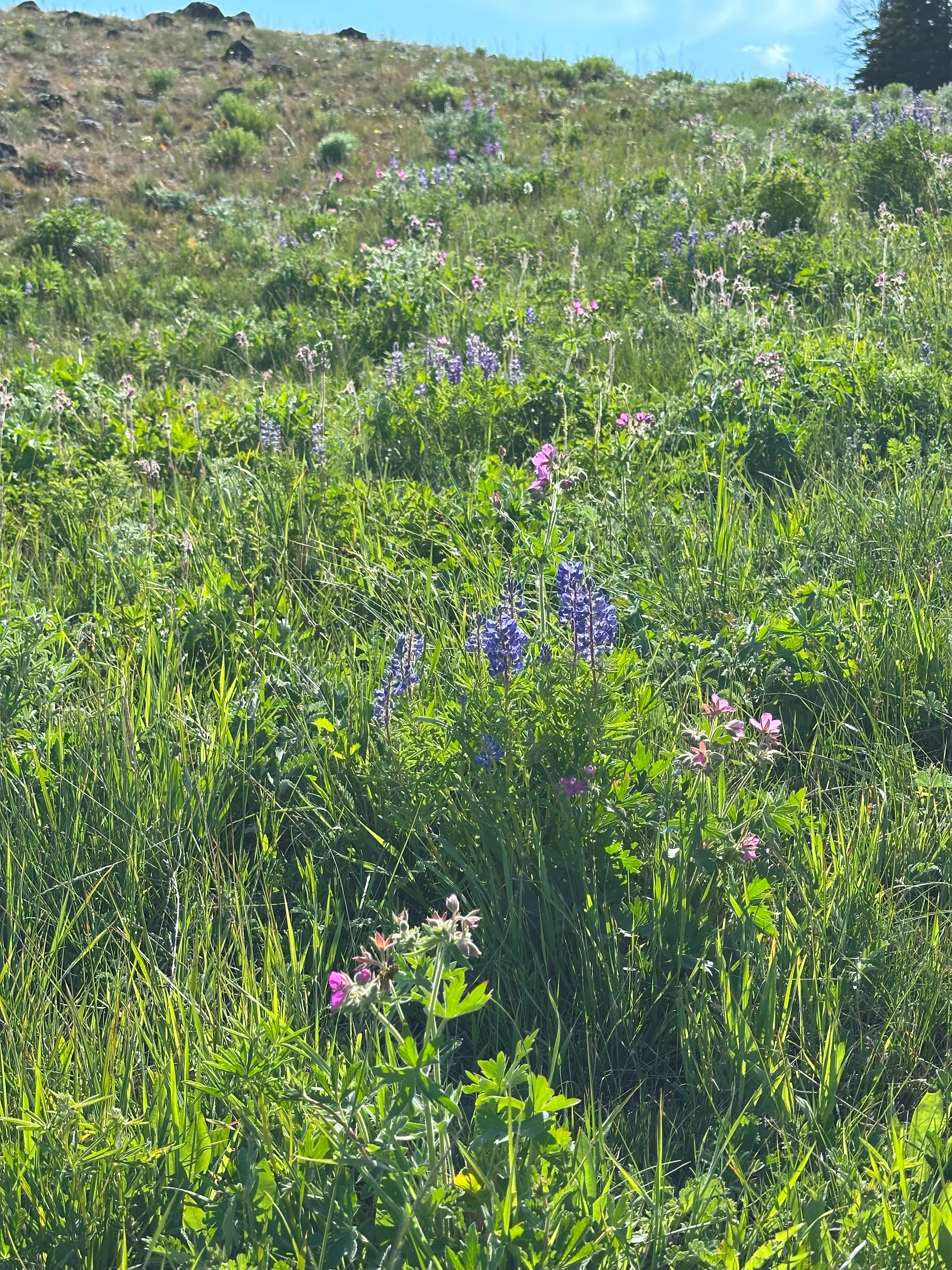 img_3800.webp