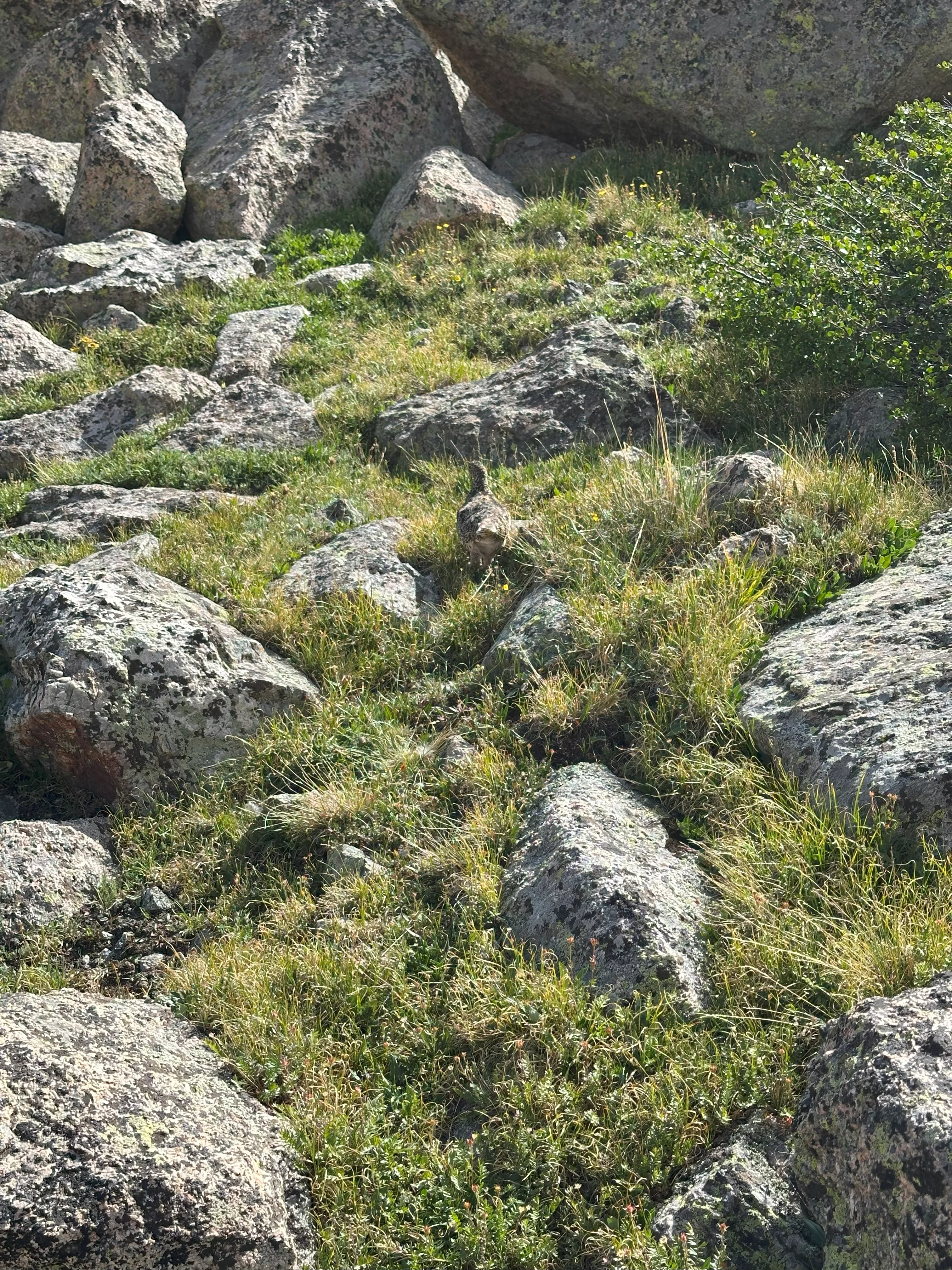 img_4009.webp